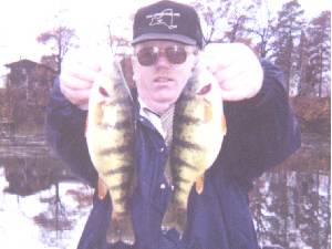 two very big yellow perch