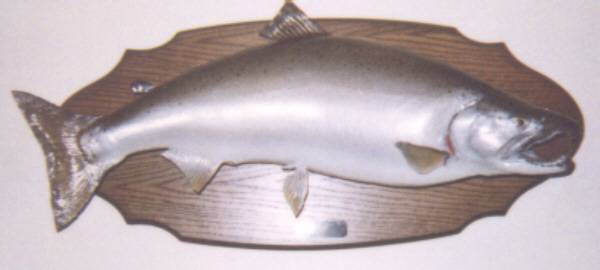 Coho salmon trophy