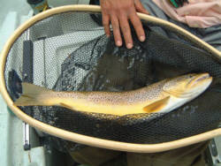 Cross Current Guide Service Fly Fishing the Upper Delaware River
