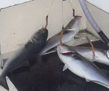 Four blue fish caught on an Umbrella Rig
