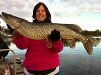 Lake Champlain's diverse warm-water fishery includes several members of the Esox genus of fish, more commonly referred to as the pike family. These fearsome torpedo shaped predators are known for their razor sharp teeth and vicious last second strikes. Seven species of this elongated freshwater fish exist on earth today. They include the muskellunge (Esox masquinongy), northern pike (Esox lucius), southern pike (Esox flaviae), amur pike (Esox reichertii), chain pickerel (Esox niger), redfin pickerel (Esox americanus) and grass pickerel (Esox americanus vermiculatus)