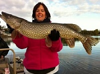 Lake Champlain's diverse warm-water fishery includes several members of the Esox genus of fish, more commonly referred to as the pike family. These fearsome torpedo shaped predators are known for their razor sharp teeth and vicious last second strikes. Seven species of this elongated freshwater fish exist on earth today. They include the muskellunge (Esox masquinongy), northern pike (Esox lucius), southern pike (Esox flaviae), amur pike (Esox reichertii), chain pickerel (Esox niger), redfin pickerel (Esox americanus) and grass pickerel (Esox americanus vermiculatus)