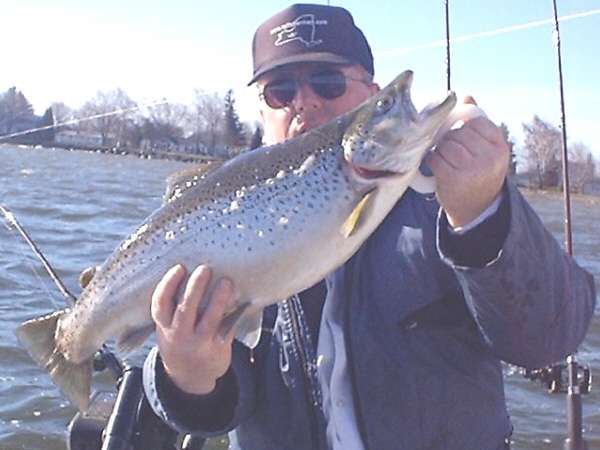 Brown Trout Fishing In NY