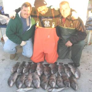 A fabulous day limiting out on blackfish with a few large sea bass mixed in as well. They were fishing with green crabs in 60 feet of water off of Sandy Hook.