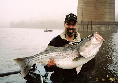 Some of the methods used to catch trophy stripers include trolling, drifting, chunking, or still fishing with live bait