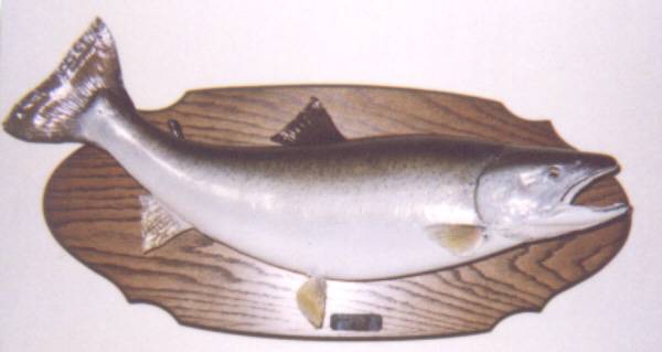Sixteen pound steelhead from Lake Ontario