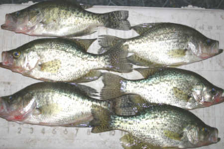 Crappie Fishing In NY