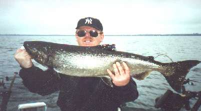 salmon