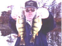 Yellow Perch Fishing In NY